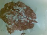 Placenta Printing