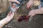 Placenta Burial