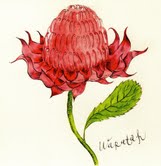 warratah