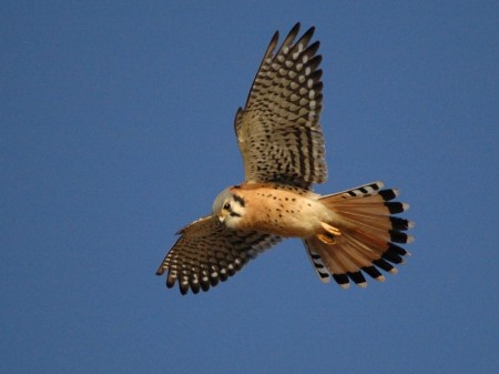 Kestrel